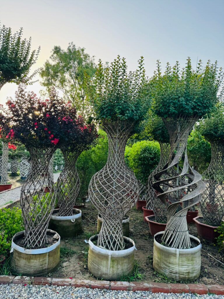 Imported Designer Plants